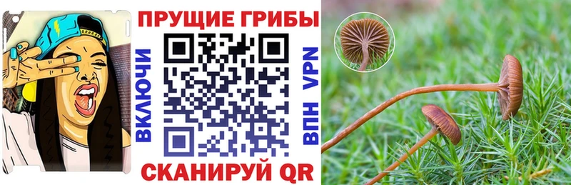 Псилоцибиновые грибы Psilocybe  кракен рабочий сайт  Чулым 